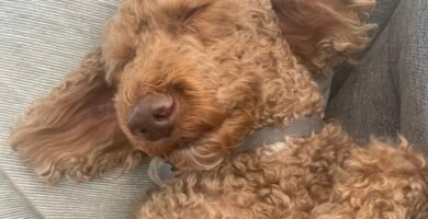 5 Ways to Keep Your Labradoodle Off the Couch (That Actually Work!)