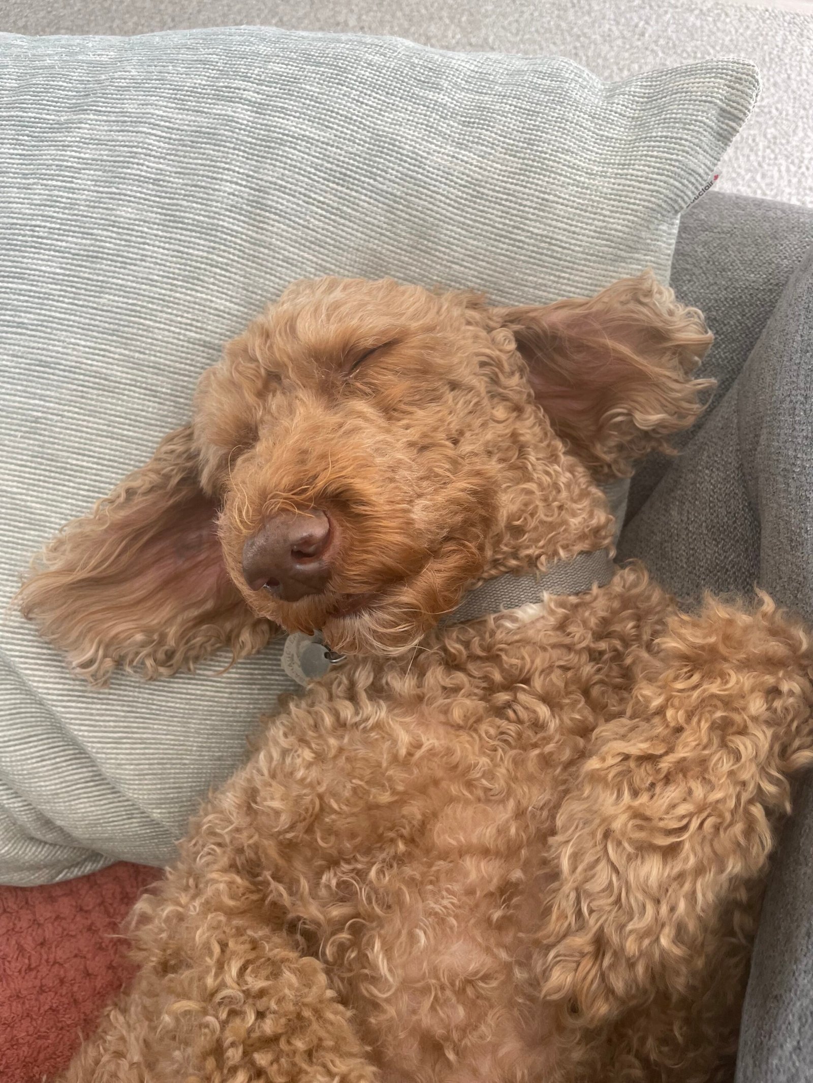 Cute Caramel Labradoodle Sleeping on back