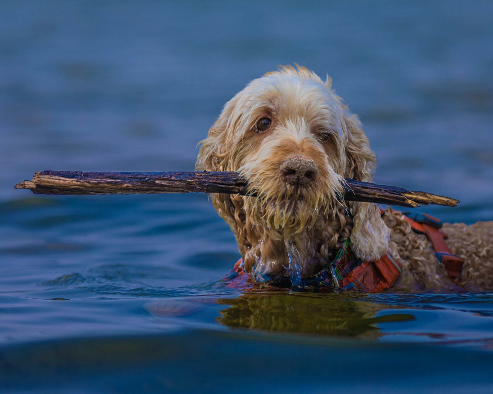 Cute Labradoodle Photo. Brown Labradoodle in the Ocean with a large stick in its mouth