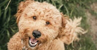 Taming the Fluff: Your 5-Step Emergency Guide to Defeat Labradoodle Matting