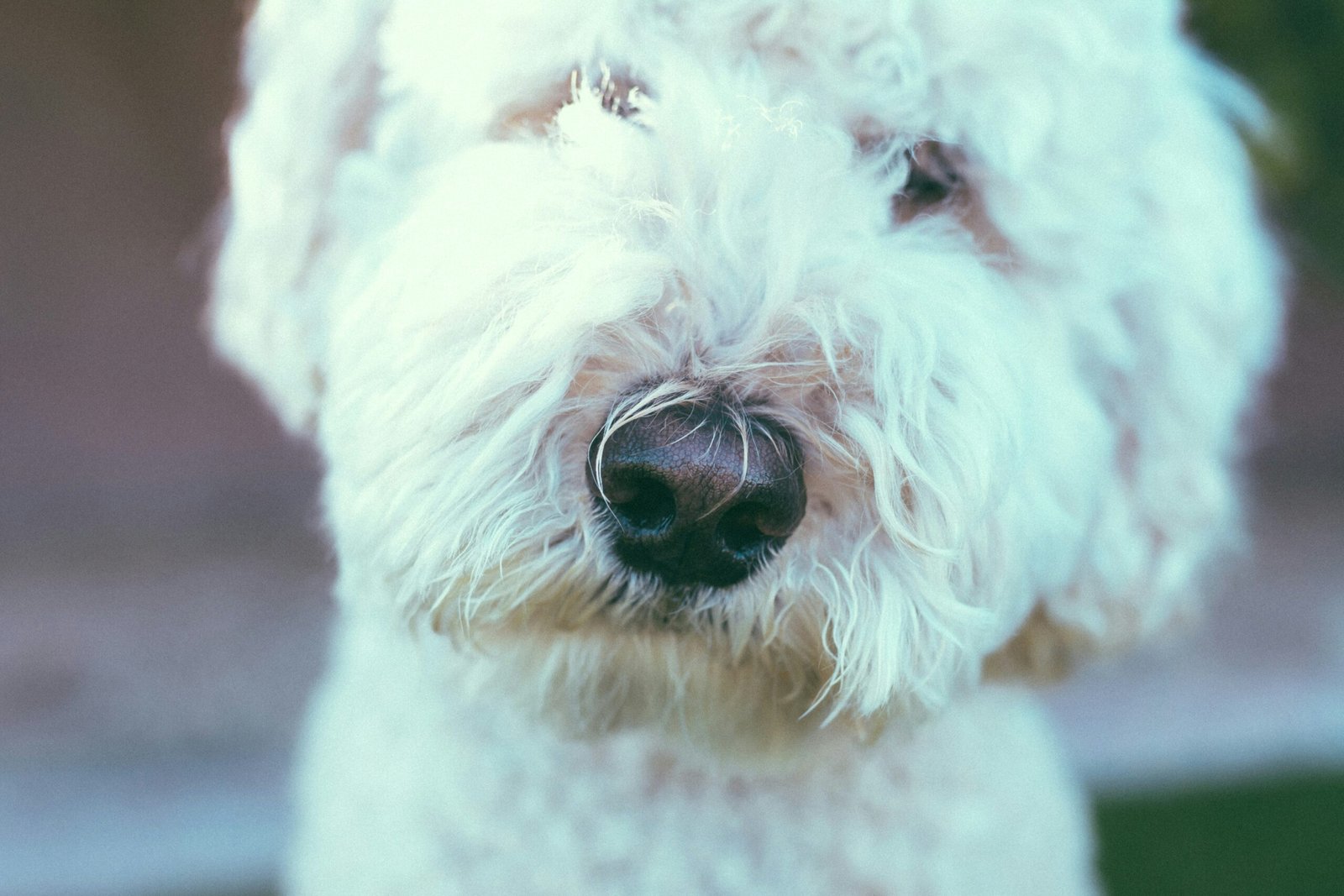 Close Up of White Labradoodle's Face