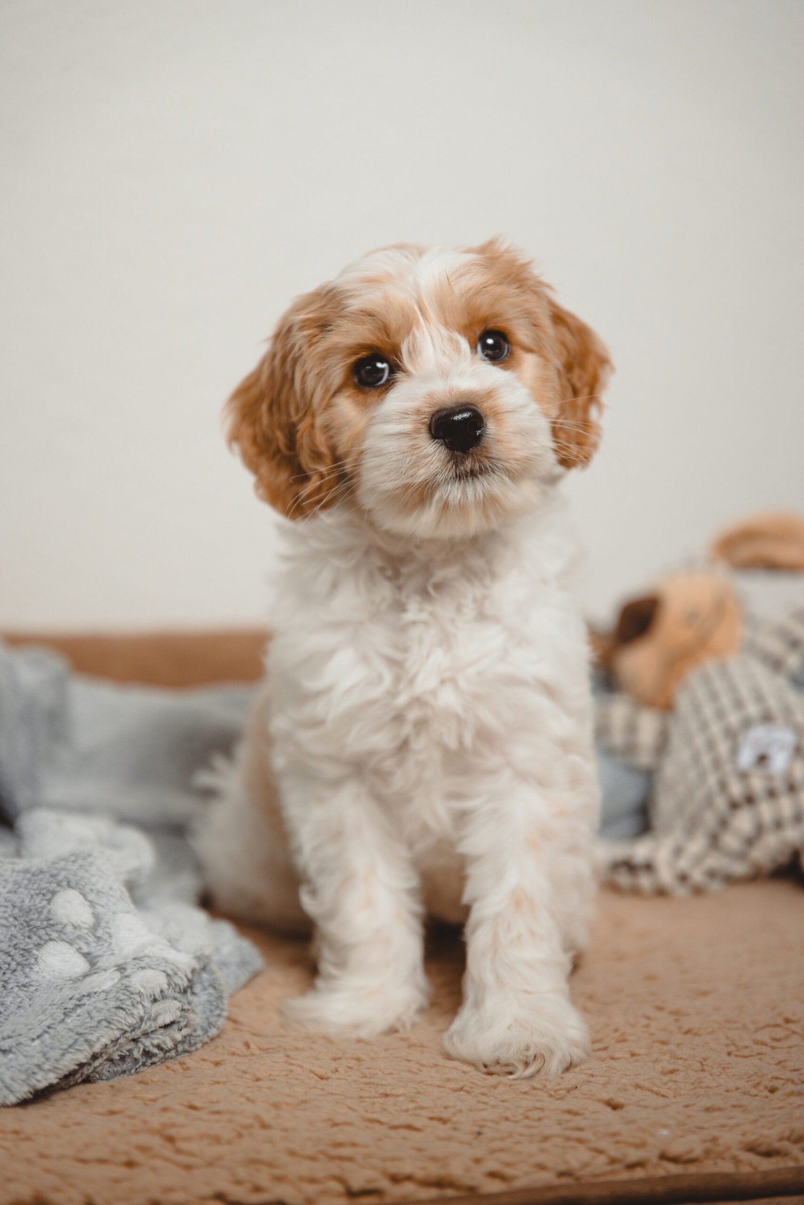 Cute Labradoodle Puppy