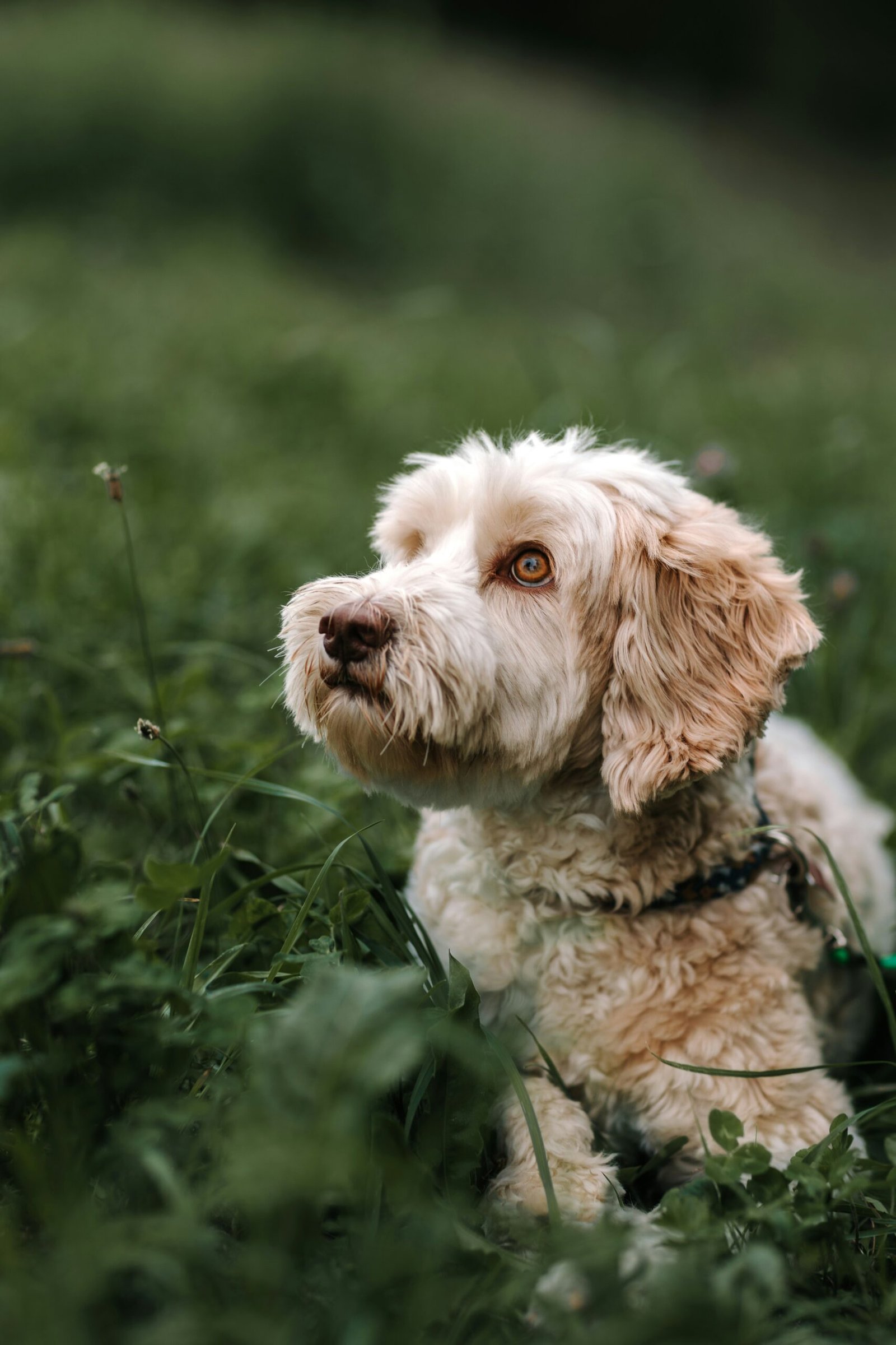 Light coloured Labradoodle lying on the grass