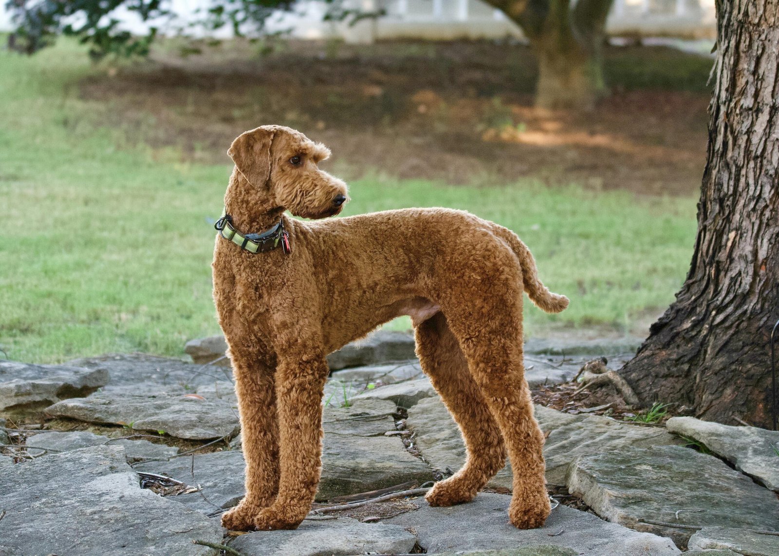 Tall, caramel Labradoodle with short coat