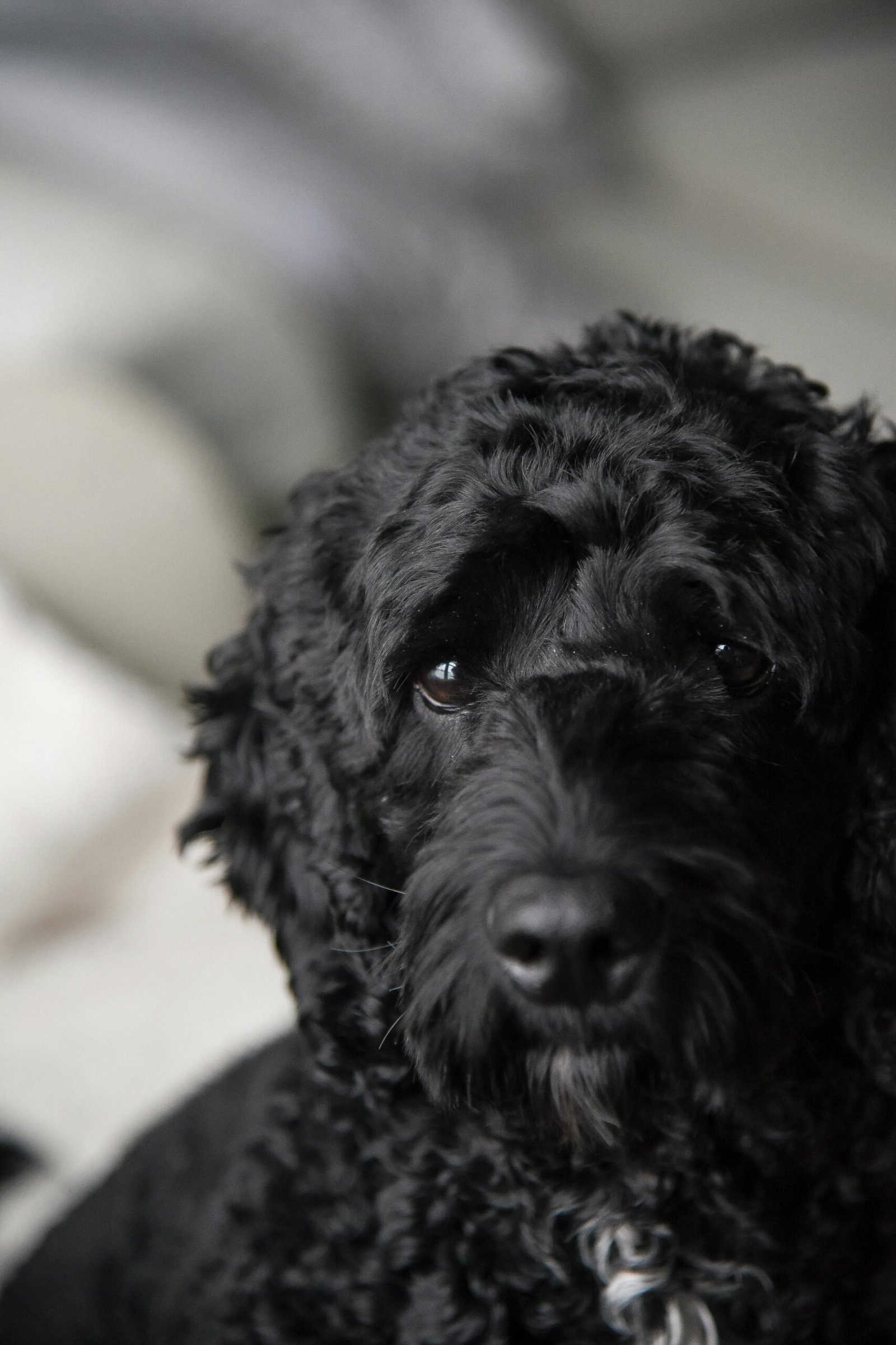 Black Labradoodle's Face