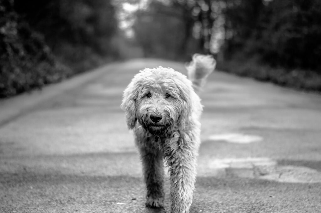 A cute Labradoodle walking on a road captured in a black and white photograph.
