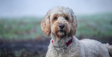 Labradoodle Names: 50 Ideas Inspired by Fluff, Food & Personality