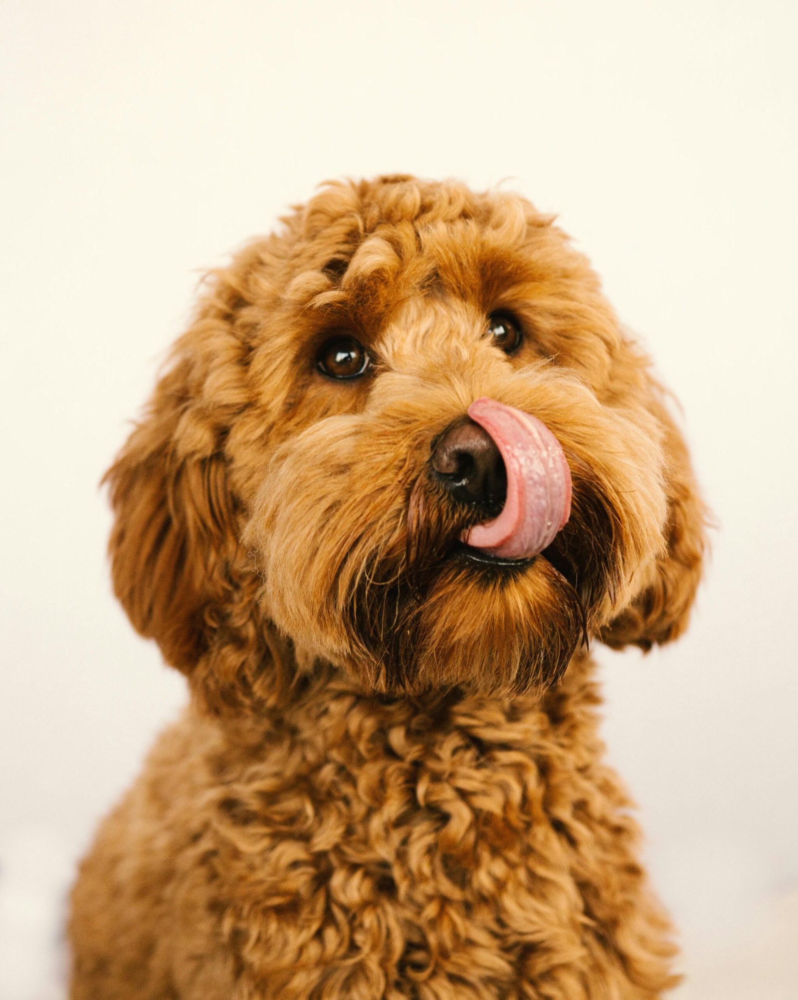Golden labradoodle licking its own nose