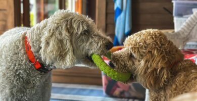 🤯 Boredom Busters: The 7 Best Puzzle Toys on Amazon to Keep Your Smart Labradoodle Entertained