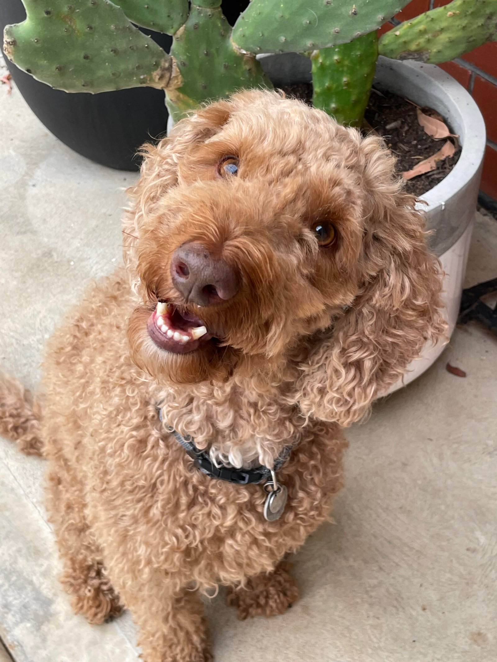 Caramel brown Labradoodle
