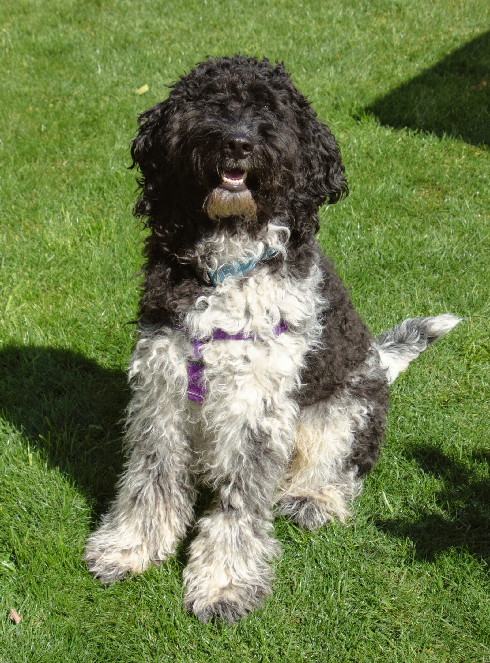Black grey and white Labradoodle